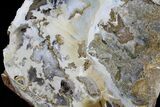 Interesting Petrified Wood Slab - Hampton Butte, Oregon #25851-2